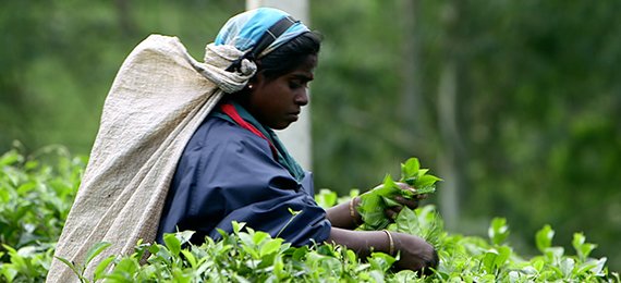 The Tea Plantations of Ceylon (Report 2013)